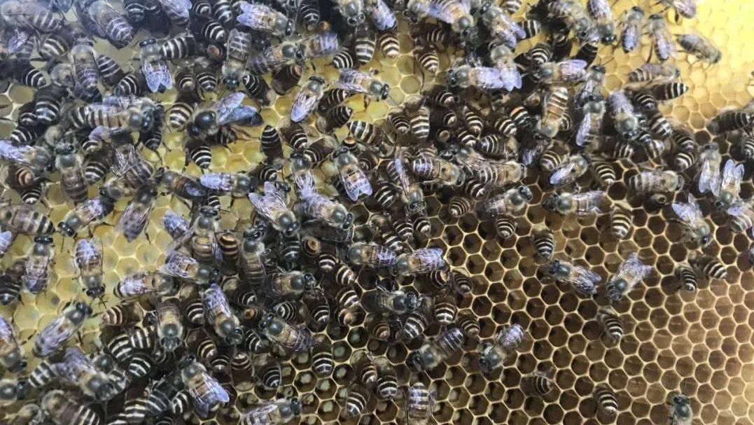 周晋峰：《中华健康蜂蜜标准》要确保邻里生物多样性保护、促进同一健康