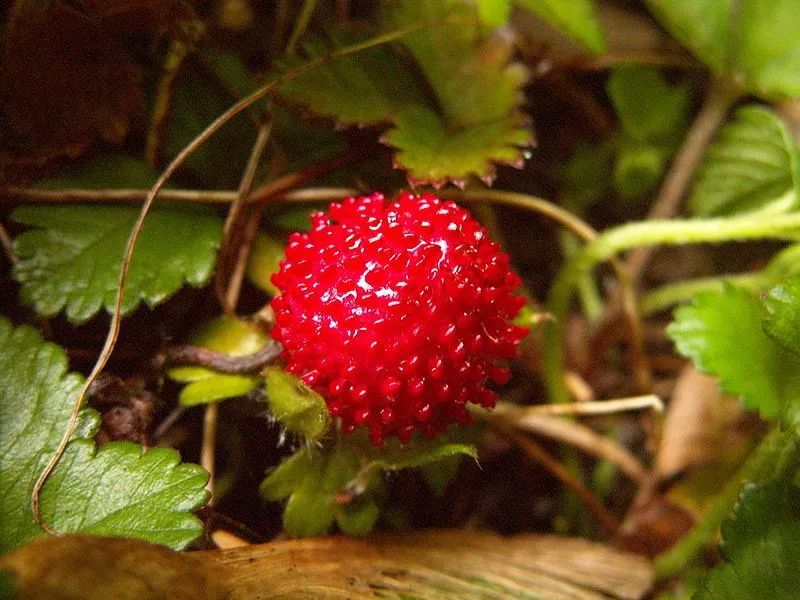 要提的是薔薇科蛇莓屬的蛇莓(duchesnea indica),它是最像草莓的果子