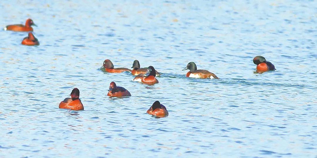 衡水湖入列全国首批陆生野生动物重要栖息地