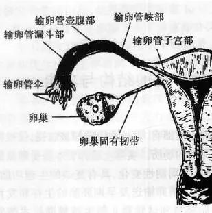 输卵管间质部图片