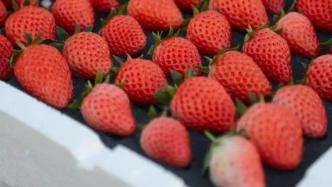 来济南这些地方摘草莓，甜蜜“莓”烦恼！