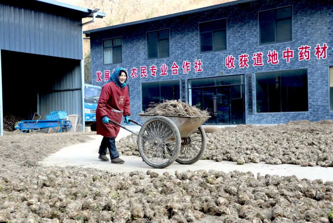 近年來,文縣良秀中藥材種植農民專業合作社與甘肅,四川,陝西,河北