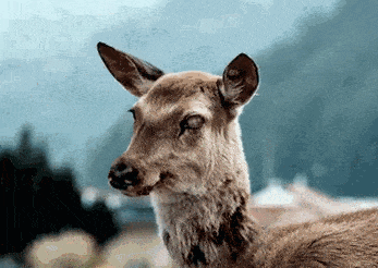 黄石国家公园惊现僵尸鹿,走路不稳,攻击性很强……会传染给人类吗?