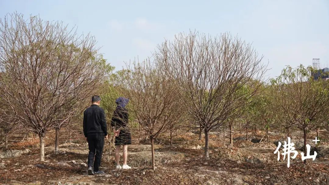 三水年花市場訂單忙,價格總體平穩_澎湃號·政務_澎湃