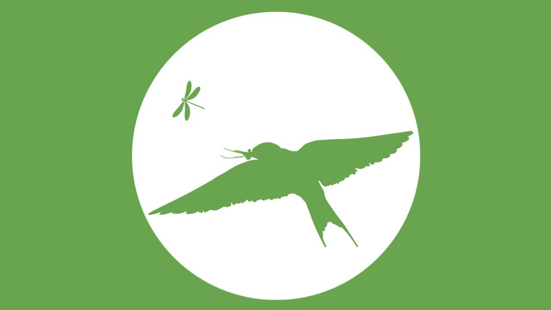 保护昆虫，保护鸟类 | 2024年世界候鸟日
