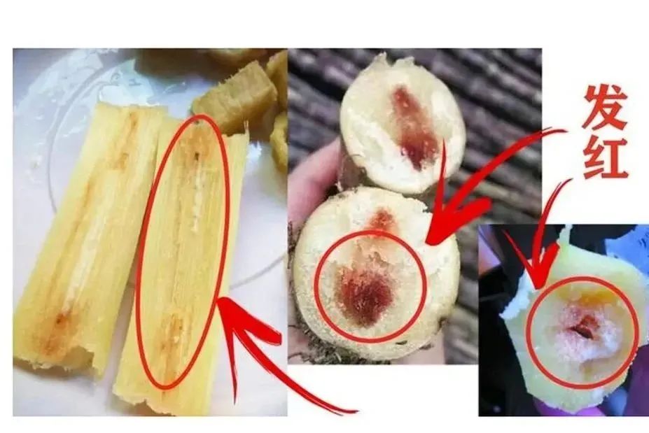 3甘蔗的挑选①选粗细中等的,太粗容易空心,太细果肉没有那么甜.