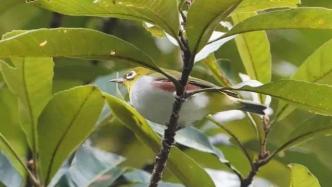 驚喜！國家二級保護野生動物“光臨”肇慶！