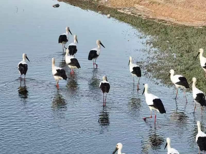 綠色古田國寶代言國家一級保護動物東方白鸛現身古田