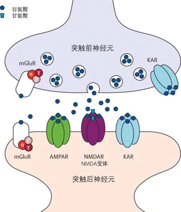 受体示意图图片