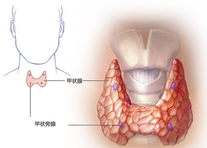 甲状旁腺解剖位置图片图片