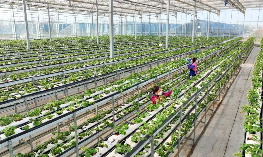 聊城市农资经销商_ 聊城农业高质量发展 _