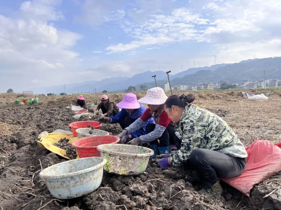 通挽鎮:百畝馬蹄喜獲豐收 村民致富