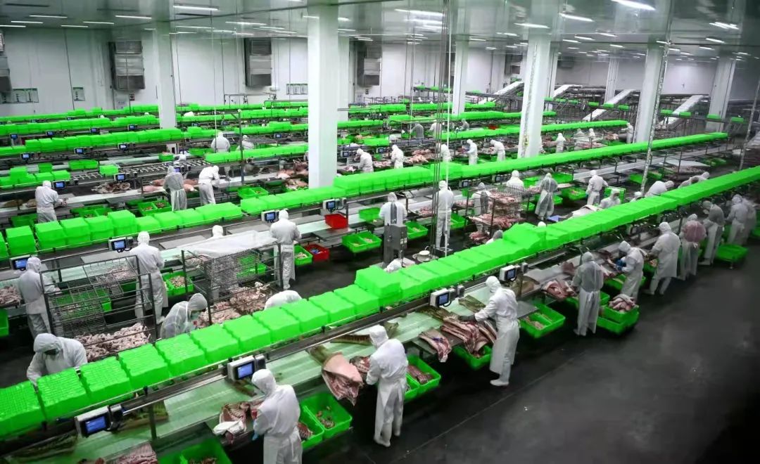 【走进内乡牧原】严把屠宰关 生产"放心肉"