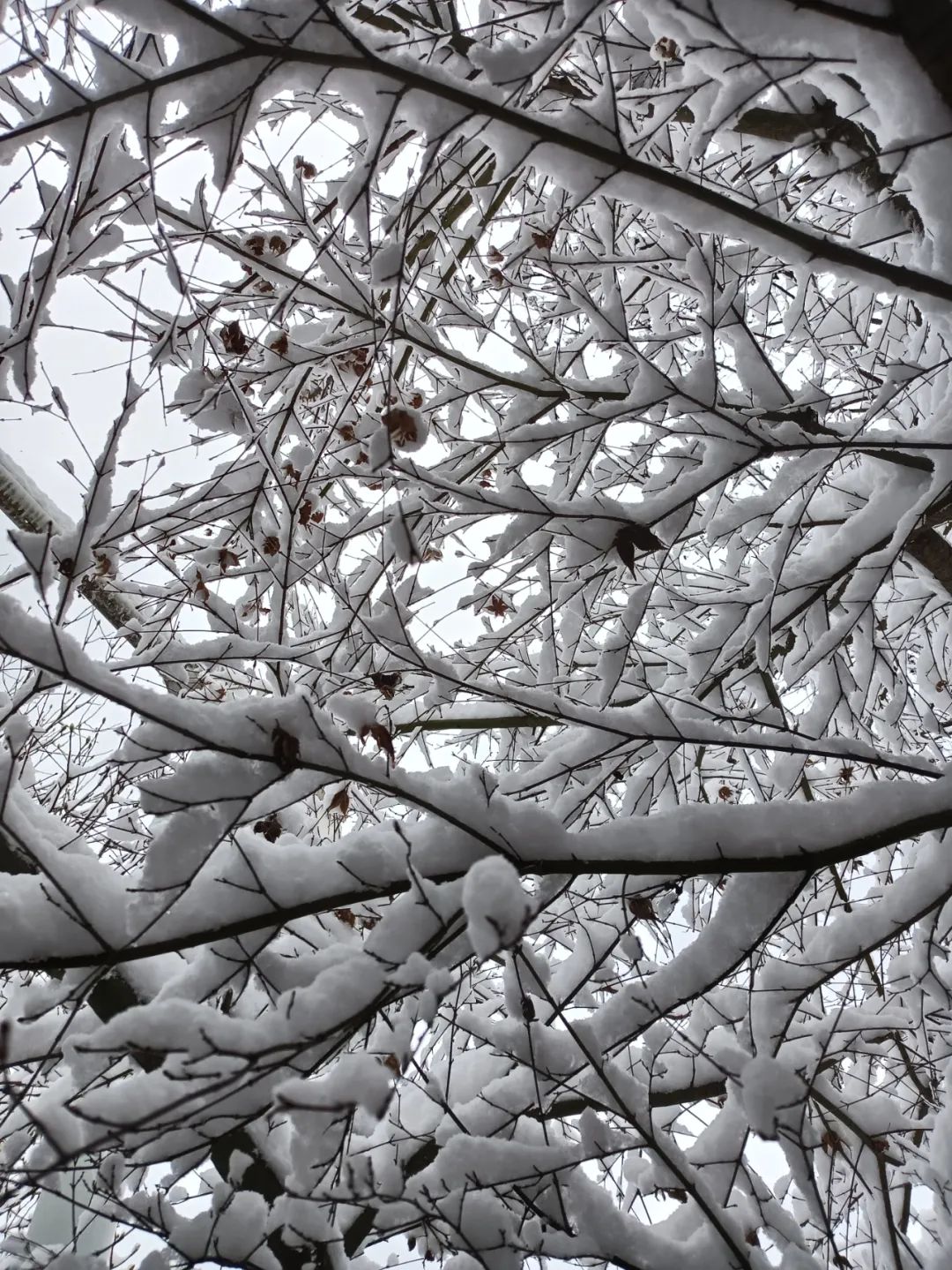 下雪图片实景图片