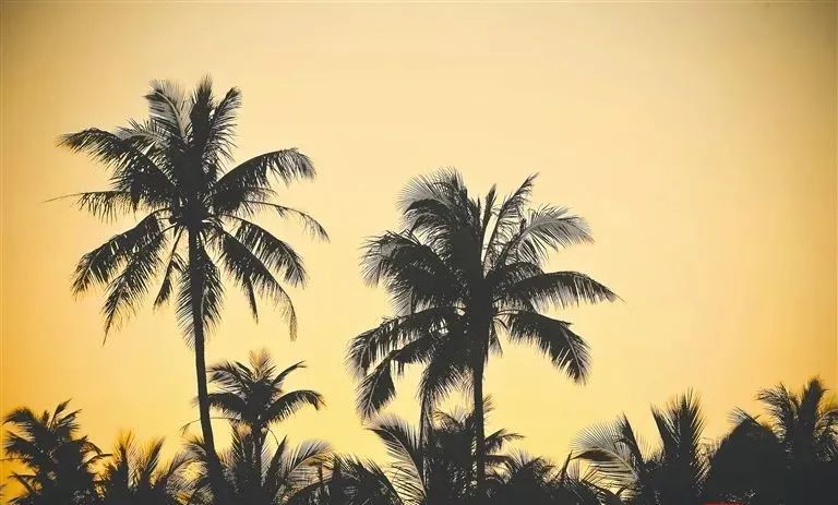 海南椰风树影