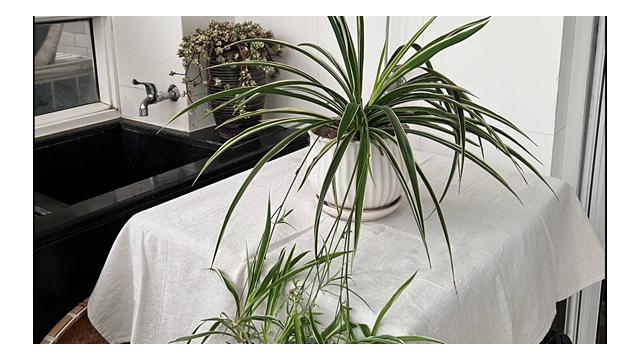 06紫金街道林超户07紫金街道吴永君户08万象街道曾