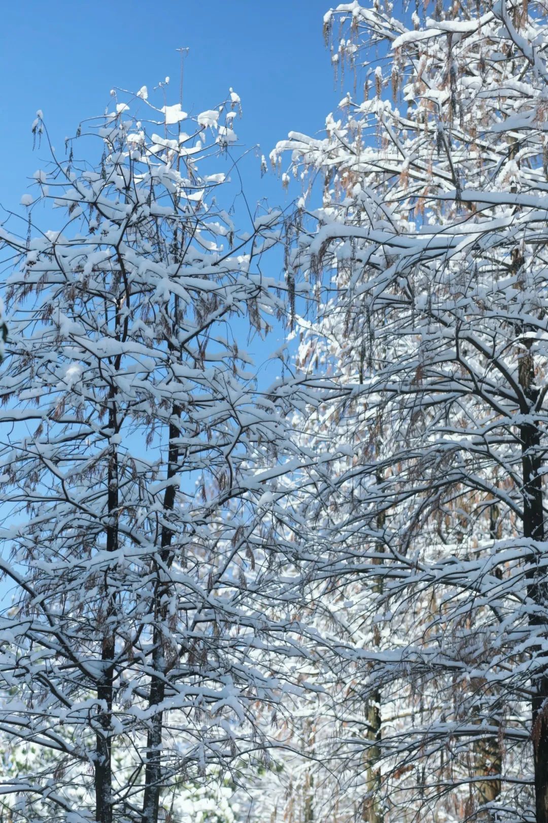 图图图图图说温医雪景