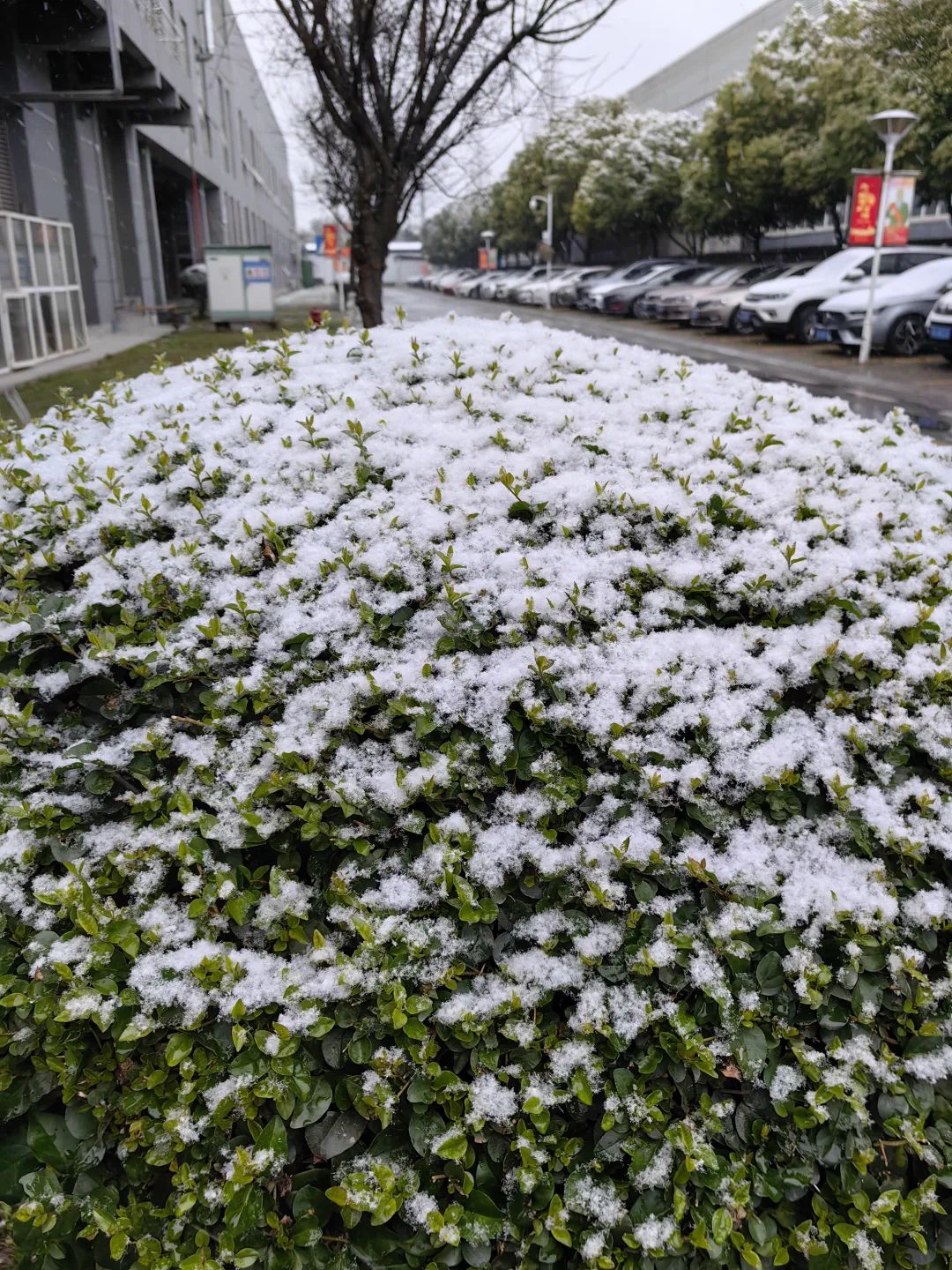 成都市区下雪图片