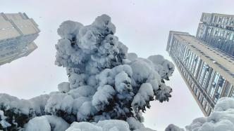 雪景之美｜冬日里的生命活力與自然魅力