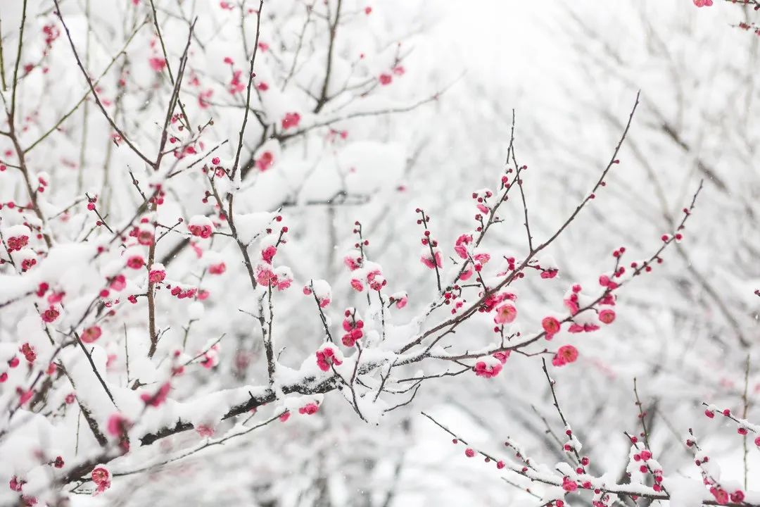 雪景不如人美图片