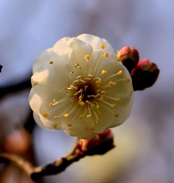 普陀區公園第一波梅花開啦!賞梅地圖請查收→_澎湃號