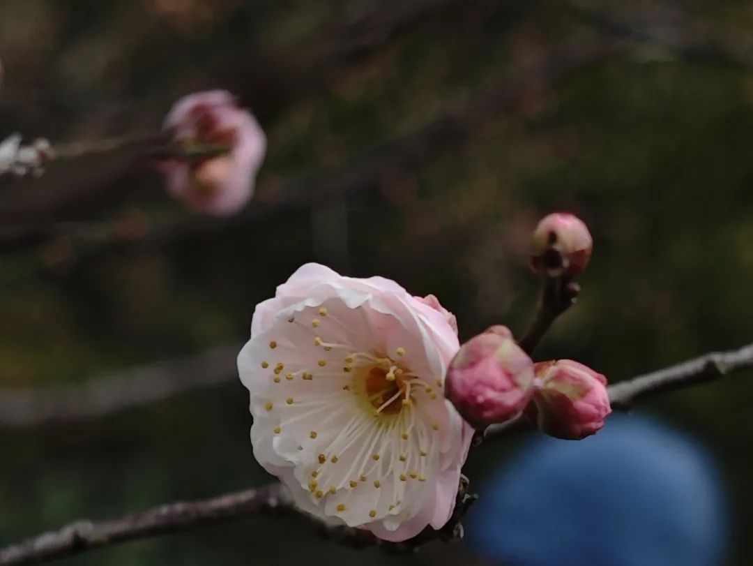 普陀区公园第一波梅花开啦