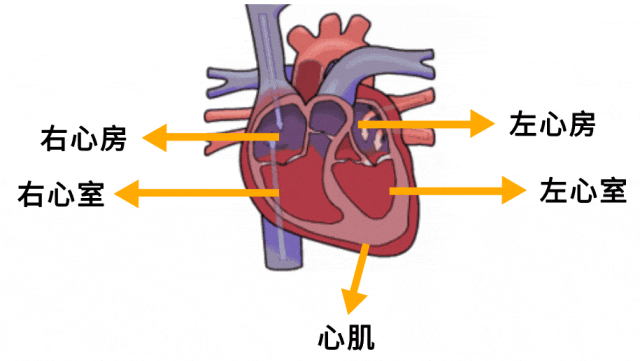 在这些"房间"周围都有肌肉组织,叫做心肌,它主要负责心脏的收缩