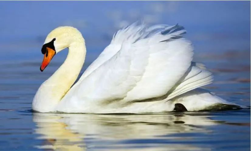 【探索】越冬时节到,"罕见"疣鼻天鹅现身崇明东滩_澎湃号·媒体_澎湃