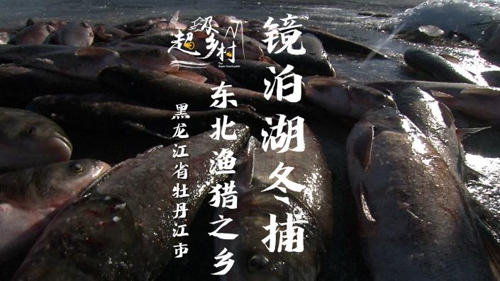 到黑龙江渔猎之乡体验冬捕，一网下去就爆仓，大丰收了