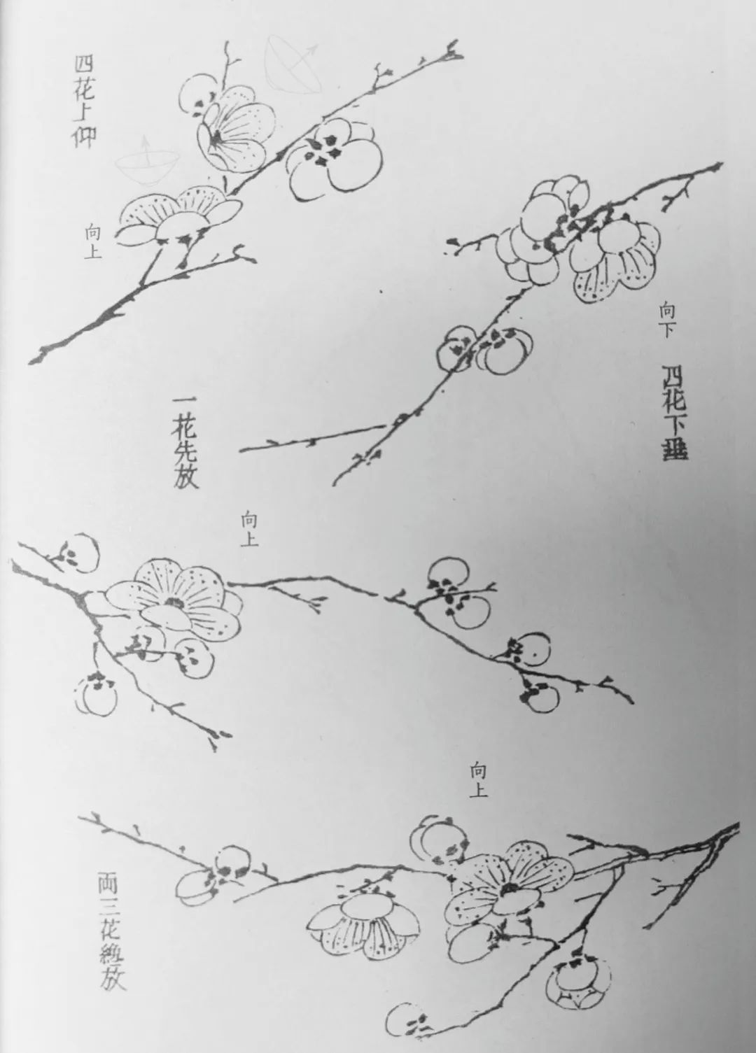 《芥子園畫傳》中的梅譜一起畫梅花,一起來