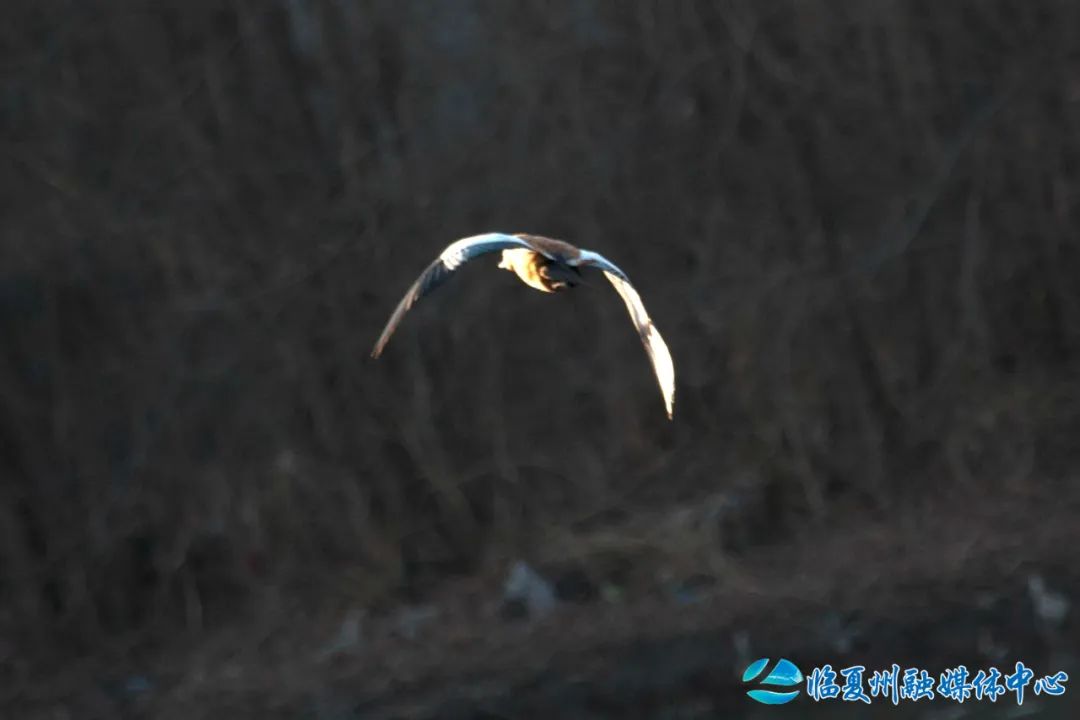 赤麻鴨就是黃鴨,黃鴨就是赤麻鴨,叫法不一樣,都是同一種水鳥.赤麻鴨