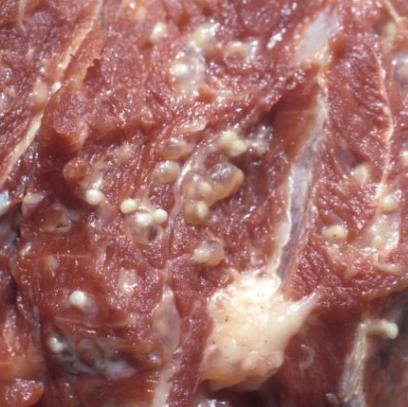 米猪肉生牛肉患者可有腹痛,恶心,呕吐等消化道症状,大便可排出虫体节