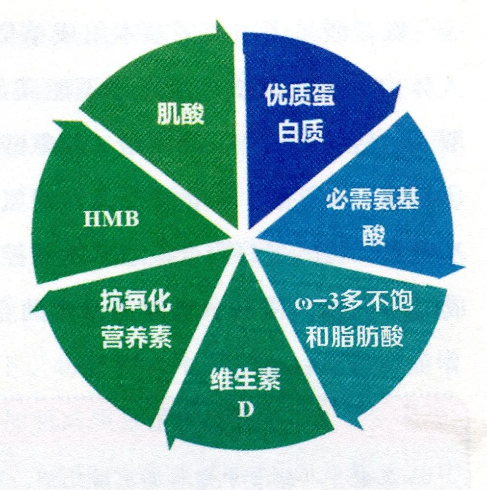 【孫建琴】肌酸:快速供能,增加瘦體重——多種營養素,聯手抵抗肌少症