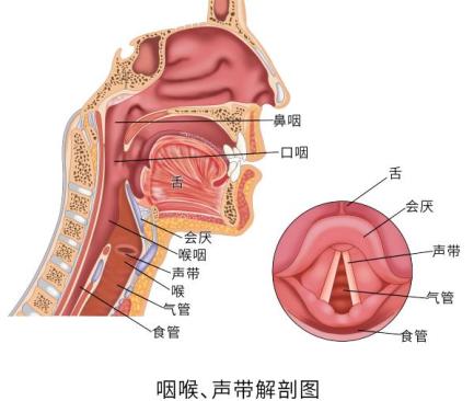 能发声