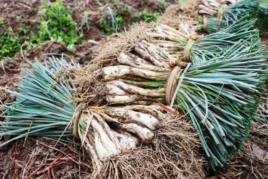 你知道藠头长什么样吗