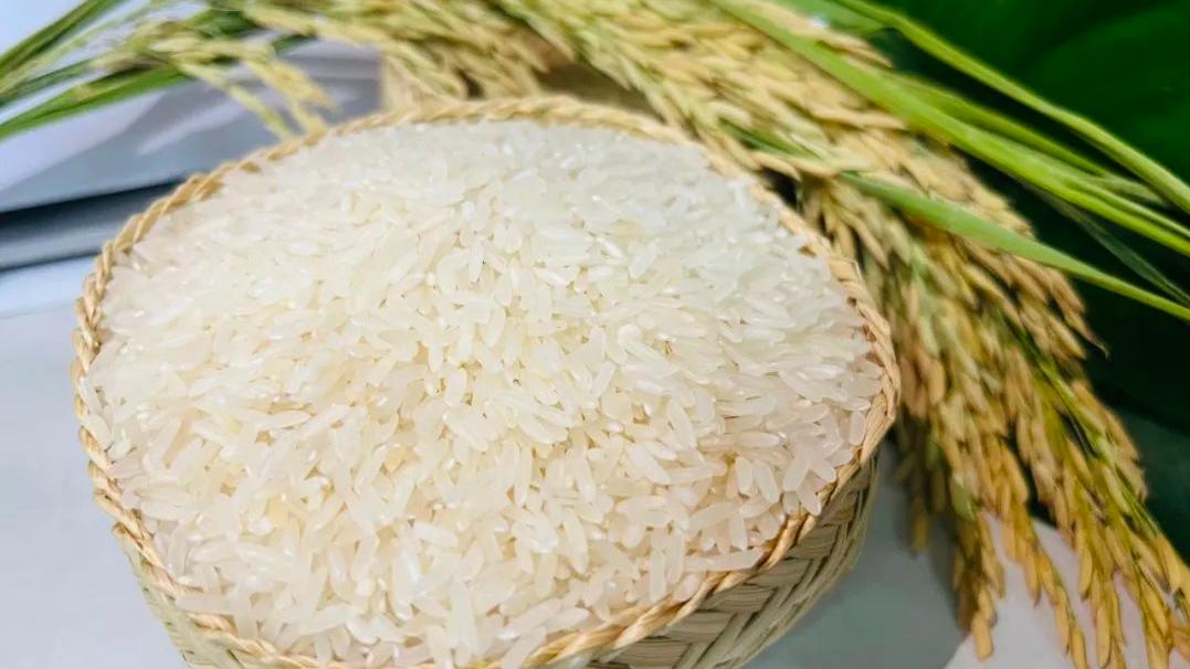 好消息！肇庆高要“活道大米”成为国家地理商标产品