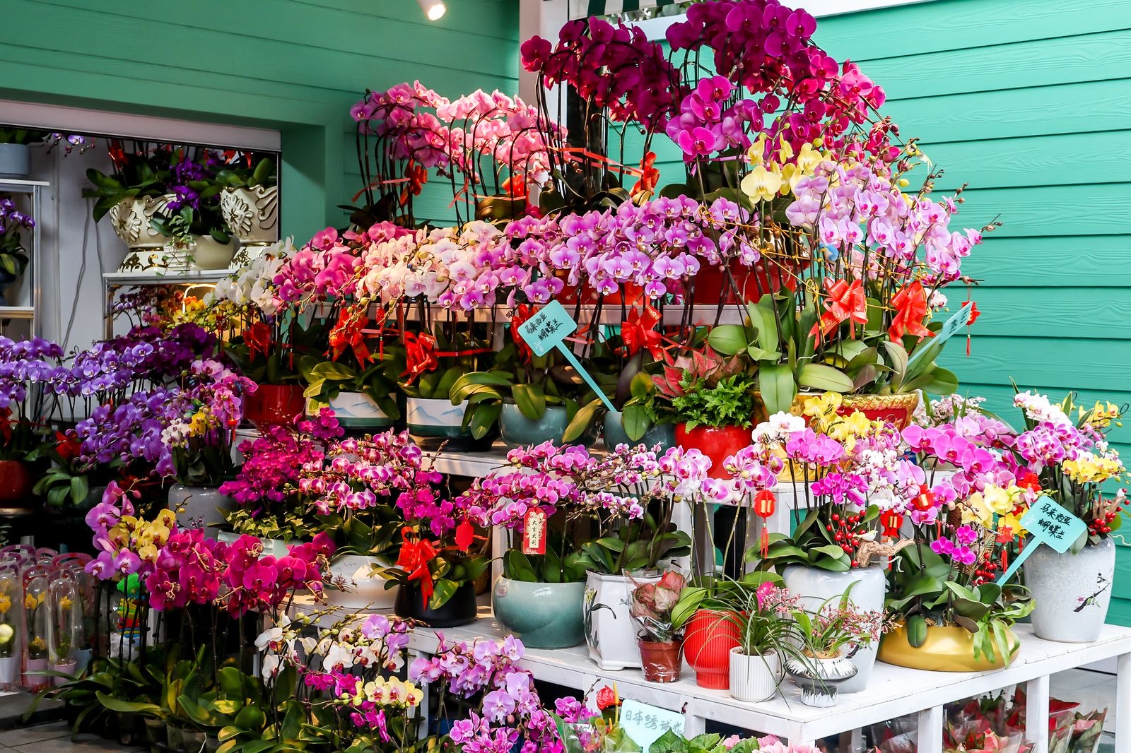 1个相对集中的购花市场(西丽街道深港花卉中心)