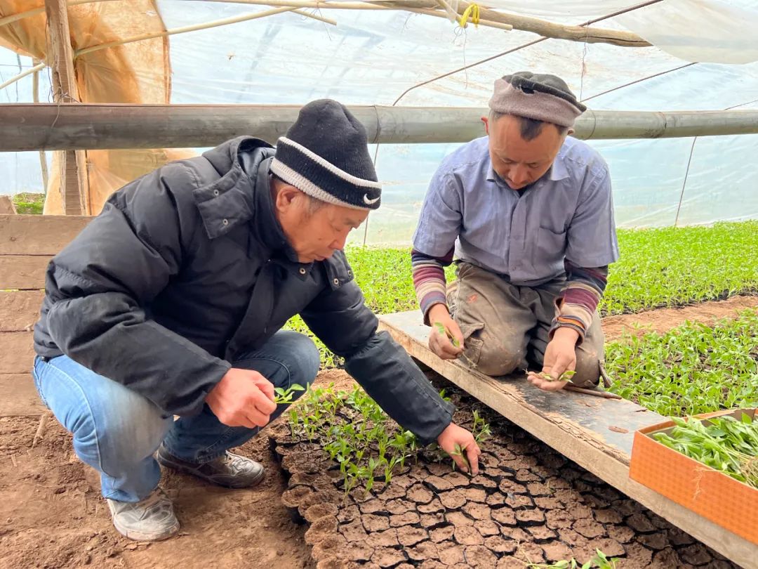 艾孜海爾 攝目前,荒地鄉尤喀克莫爾吐木村有10座大棚共計200畝,正在