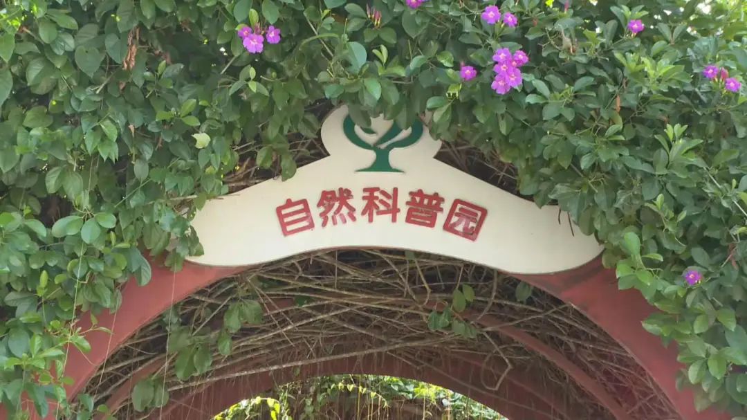 【绿美西双版纳】景洪市勐龙镇小街中心小学:推进生态文明教育 打造绿