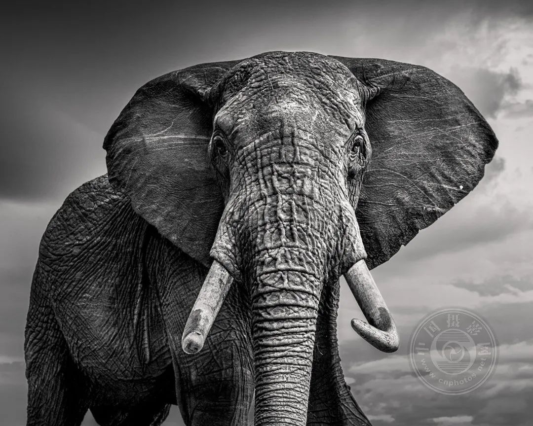 专业组 | 2023年国际黑白摄影大奖赛获奖作品公布(野生生物类)