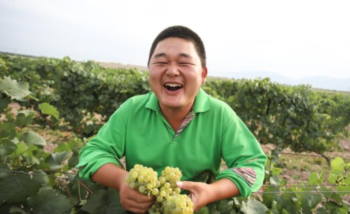 与土地打交道：不去大城市，宁夏90后大学生返乡种千亩葡萄