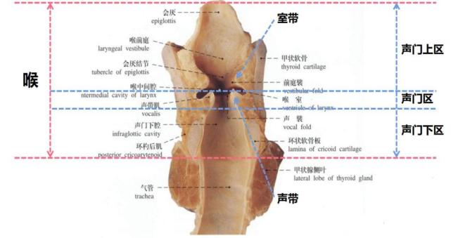 气体进入喉的内腔