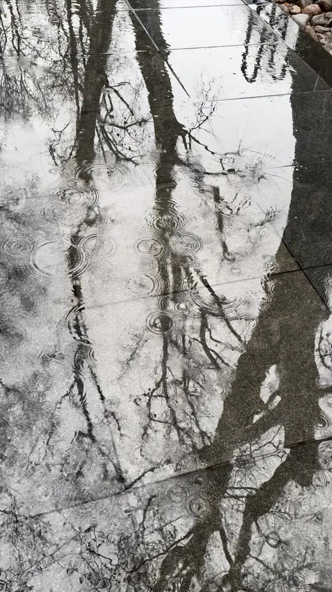 今天上午天氣轉為陰天,部分地區出現陣雨,局部地區的降雨量達到大雨