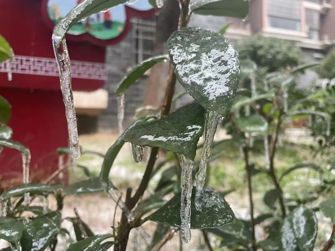 冻雨到底是什么?危害有多大?一文读懂