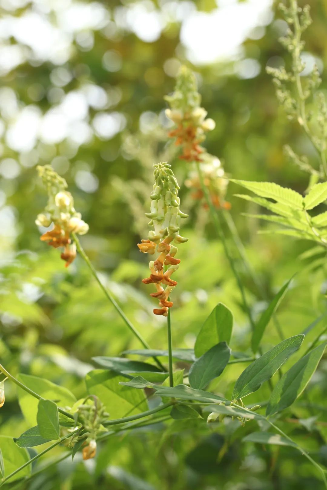 探秘!长白山植物千"种"风情~大山黧豆