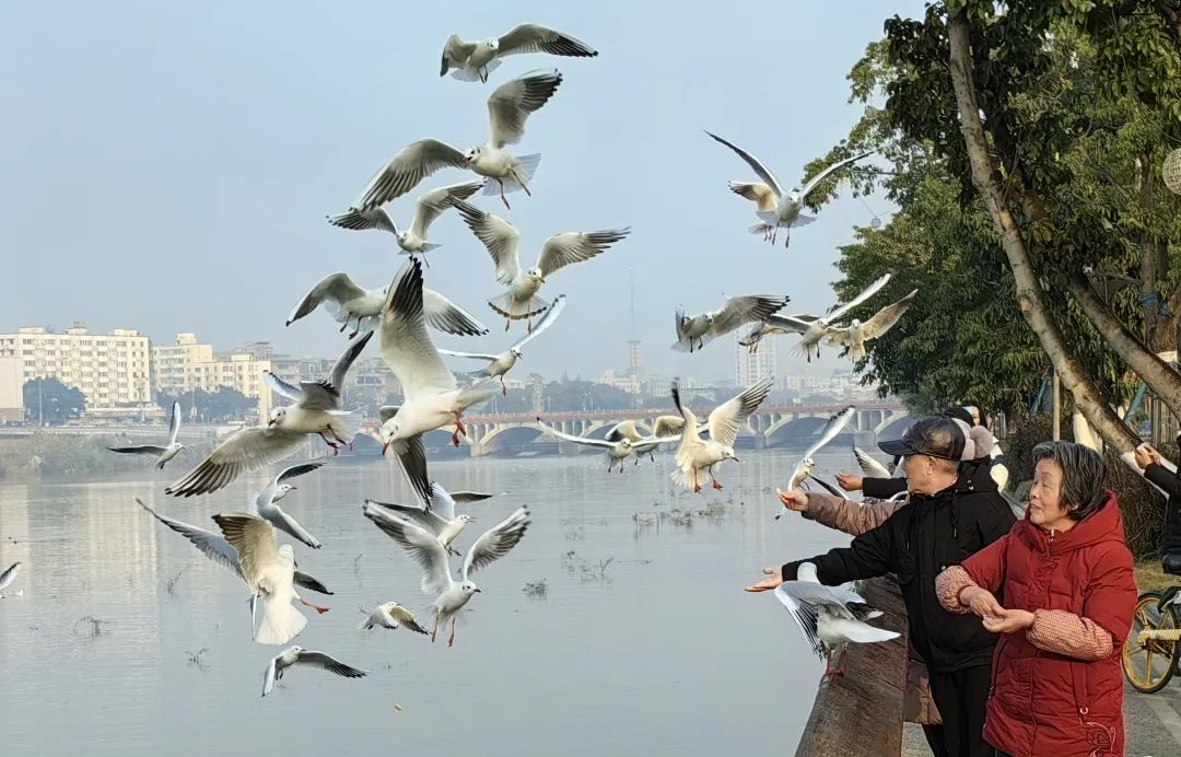收藏转发春节德阳观鸟指南来了
