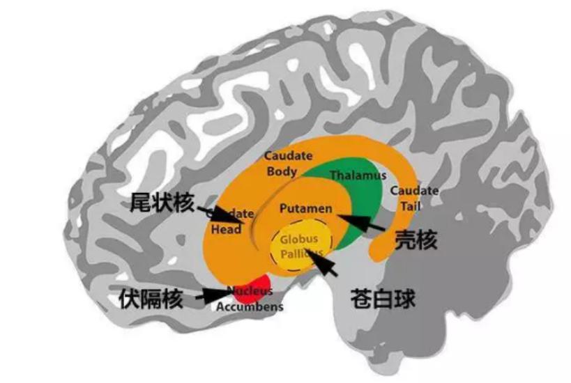 苍耳子怎么治痛风_苍耳子治疗痛风_苍耳子可以治风湿吗