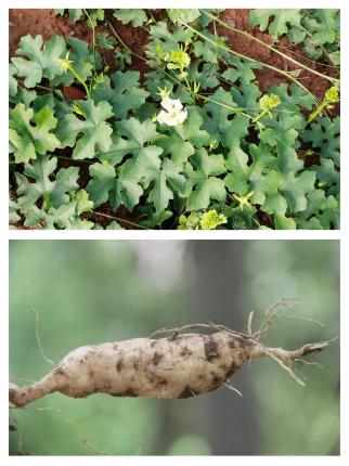 野生天花粉植物图片图片