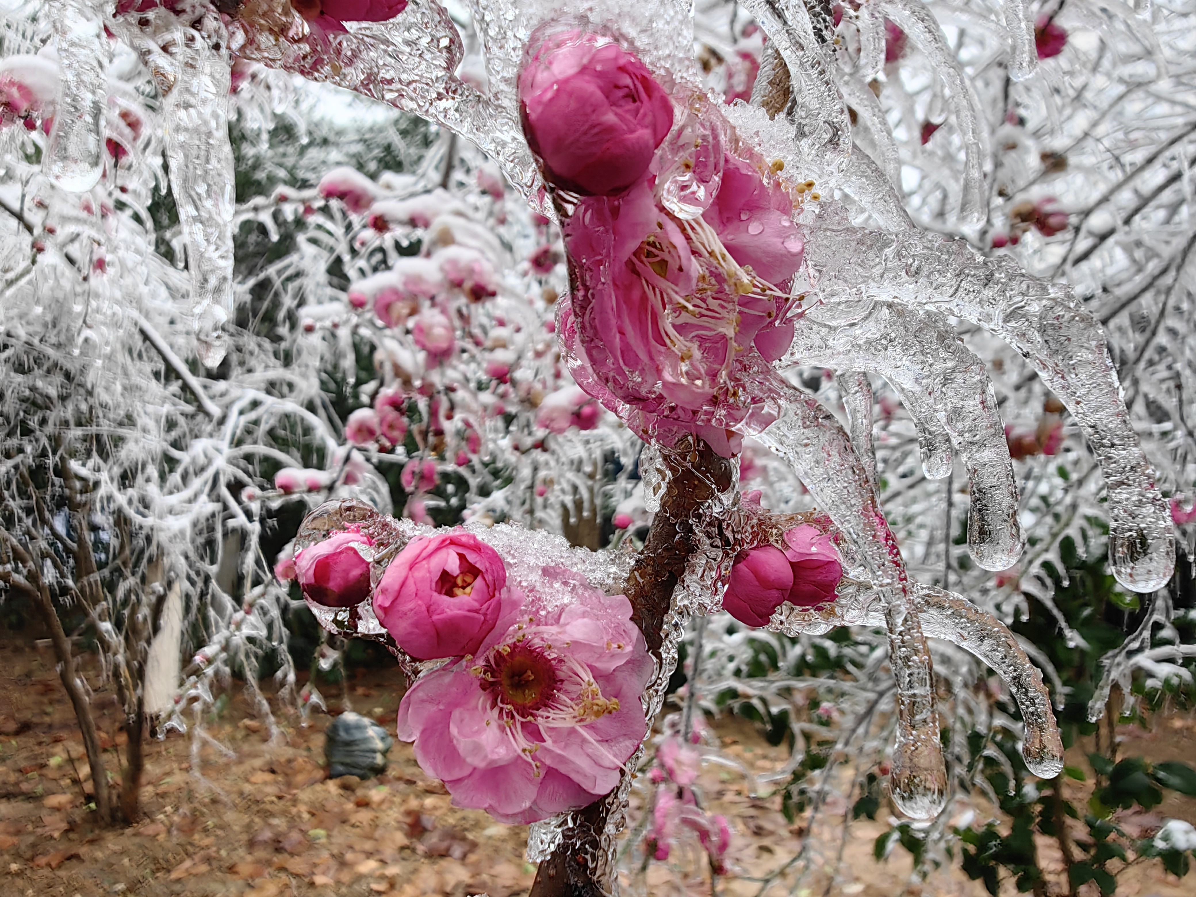 冰冻梅花_澎湃号·湃客_澎湃新闻-the paper