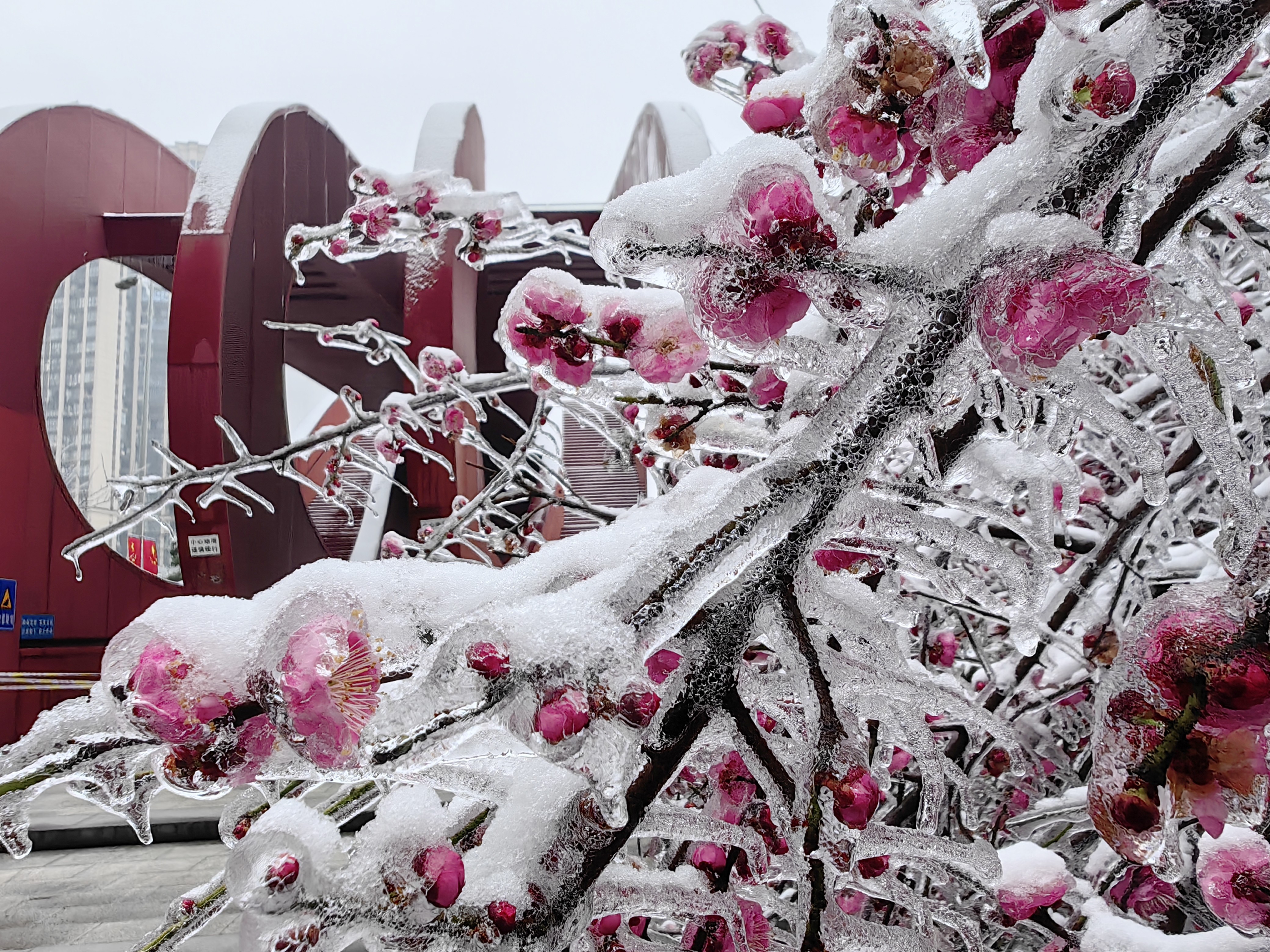 冰冻梅花_澎湃号·湃客_澎湃新闻-the paper